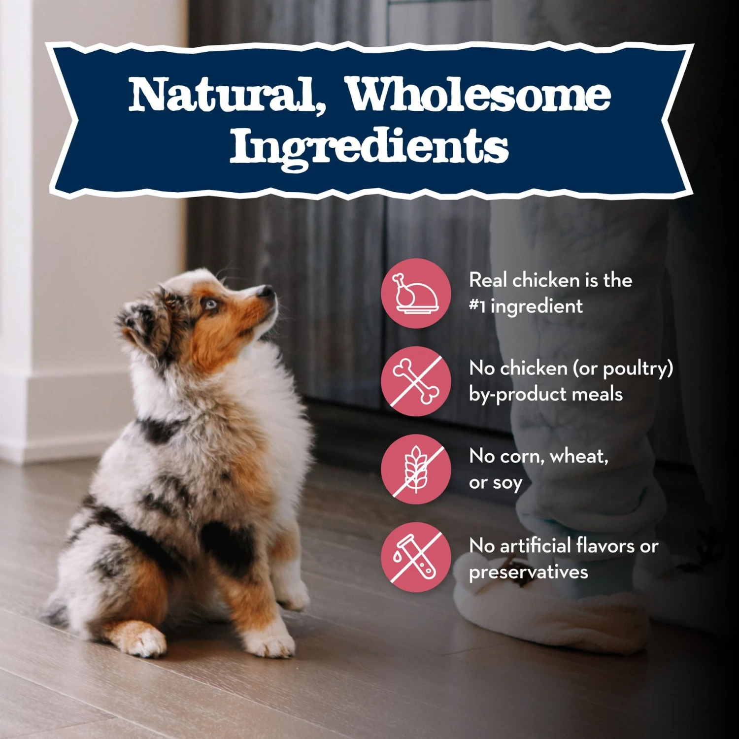 Blue Buffalo Baby Blue Small Breed Healthy Growth Formula Natural Chicken & Oatmeal Rice Recipe Puppy Dry Food, 4-lb Bag 6 Blue Buffalo Baby Blue Small Breed Healthy Growth Formula Natural Chicken & Oatmeal Rice Recipe Puppy Dry Food, 4-lb Bag - Image 6