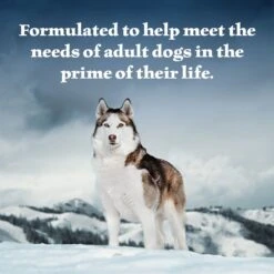Blue Buffalo Wilderness Turkey & Chicken Grill Grain-Free Canned Dog Food 11 Blue Buffalo Wilderness Turkey & Chicken Grill Grain-Free Canned Dog Food -Blue Buffalo 46835 PT3. AC SS1800 V1646795650