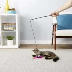 Blue Buffalo Baby Blue Savory Salmon Kitten Treats, 2-oz Bag & Frisco Bird With Feathers Teaser Wand Cat Toy With Catnip 17 Blue Buffalo Baby Blue Savory Salmon Kitten Treats, 2-oz Bag & Frisco Bird With Feathers Teaser Wand Cat Toy With Catnip -Blue Buffalo 501918 PT8. AC SS1800 V1648516909