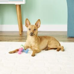 Blue Buffalo Baby Blue Natural Savory Chicken Puppy Treats, 4-oz Bag & Nylabone Puppy Pacifier Teething Toy Chew Teething Pacifier Bacon -Blue Buffalo 501978 PT8. AC SS1800 V1648514194