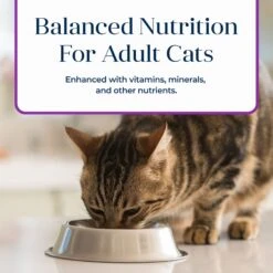 Blue Buffalo Basics Skin & Stomach Care Grain-Free Turkey & Potato Entree Indoor Adult Canned Cat Food 15 Blue Buffalo Basics Skin & Stomach Care Grain-Free Turkey & Potato Entree Indoor Adult Canned Cat Food -Blue Buffalo 51734 PT6. AC SS1800 V1646255801