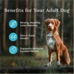 Blue Buffalo Wilderness Adult High Protein Natural Salmon & Wholesome Grains Dry Dog Food & Blue Buffalo Wilderness Trail Treats Grain-Free Salmon Biscuits Dog Treats -Blue Buffalo 796254 PT4. AC SS1800 V1678140283