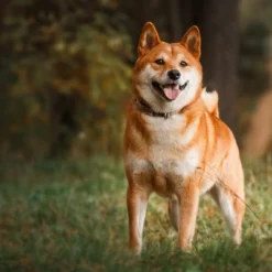 Blue Buffalo Healthy Weight Adult Dry Dog Food With Chicken Flavor - 24lbs -Blue Buffalo GUEST 0aa5c66d c25c 4b15 9324 5df1c1c63468