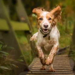 Blue Buffalo Wilderness High Protein Natural Small Breed Adult Dry Dog Food Plus Wholesome Grains With Chicken - 4.5lbs 10 Blue Buffalo Wilderness High Protein Natural Small Breed Adult Dry Dog Food Plus Wholesome Grains With Chicken - 4.5lbs -Blue Buffalo GUEST 0e0bbccf 3c67 46e1 9ae3 c2f799e16231