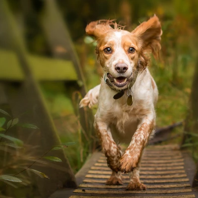 Blue Buffalo Wilderness High Protein Natural Small Breed Adult Dry Dog Food Plus Wholesome Grains With Chicken - 4.5lbs 5 Blue Buffalo Wilderness High Protein Natural Small Breed Adult Dry Dog Food Plus Wholesome Grains With Chicken - 4.5lbs - Image 5