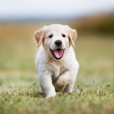 Blue Buffalo Life Protection Formula Natural Puppy Dry Dog Food With Chicken And Brown Rice 4 Blue Buffalo Life Protection Formula Natural Puppy Dry Dog Food With Chicken And Brown Rice - Image 4