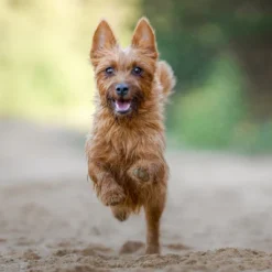 Blue Buffalo Life Protection Formula Natural Adult Small Breed Healthy Weight Dry Dog Food With Chicken And Brown Rice 16 Blue Buffalo Life Protection Formula Natural Adult Small Breed Healthy Weight Dry Dog Food With Chicken And Brown Rice -Blue Buffalo GUEST 17f5ef09 c459 4b9f 99e3 974789e33508