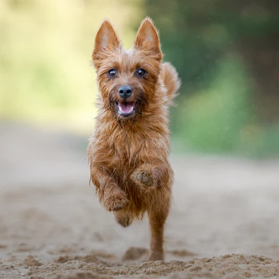 Blue Buffalo Life Protection Formula Natural Adult Small Breed Healthy Weight Dry Dog Food With Chicken And Brown Rice 5 Blue Buffalo Life Protection Formula Natural Adult Small Breed Healthy Weight Dry Dog Food With Chicken And Brown Rice - Image 5