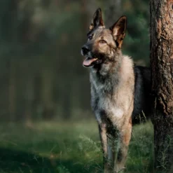 Blue Buffalo Wilderness Healthy Weight Adult Large Breed Dry Dog Food With Salmon Flavor - 28lbs -Blue Buffalo GUEST 2441cd55 5b12 42ff 8873 d4be9c3c7cd2