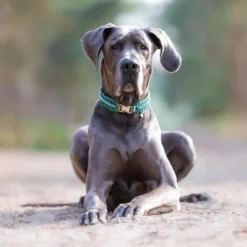 Blue Buffalo Life Protection Lamb & Brown Rice Recipe Large Breed Adult Dry Dog Food - 30lbs -Blue Buffalo GUEST 2d9a4fef 21fe 4018 831c 02dc8d47b8a0