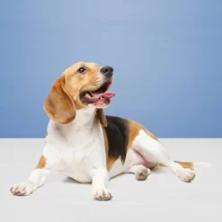 Blue BuffaloEgg Cheese, Bacon, Apple & Yogurt, Pumpkin & Cinnamon Dog Treat Variety Pack - 16oz -Blue Buffalo GUEST 30fe68df 7d8a 4f07 8390 4d2d4dad0c8e 1