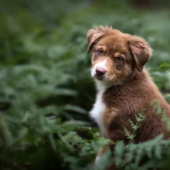 Blue Buffalo Wilderness Beef Flavored Puppy Dry Dog Food - 4.5lbs 10 Blue Buffalo Wilderness Beef Flavored Puppy Dry Dog Food - 4.5lbs -Blue Buffalo GUEST 316882e9 b2e0 43d1 af0d 0b777e4161c7