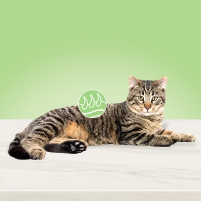 Blue Buffalo True Solutions Perfect Coat Skin And Coat Care Salmon Flavor Adult Dry Cat Food - 11lb 2 Blue Buffalo True Solutions Perfect Coat Skin And Coat Care Salmon Flavor Adult Dry Cat Food - 11lb - Image 2