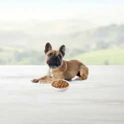 Blue Buffalo Delights Natural Adult Small Breed Wet Dog Food Cups Variety Pack In Hearty Gravy, Filet Mignon Beef & New York Strip - 3.5oz/12ct -Blue Buffalo GUEST 5b4db247 a3ea 4429 a44f 6d7d3065cff8