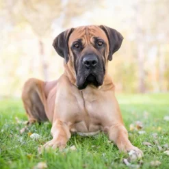 Blue Buffalo Life Protection Healthy Weight Chicken & Brown Rice Recipe Large Breed Adult Dry Dog Food - 30lbs -Blue Buffalo GUEST 626becf2 1c6e 4819 8b69 cab21f29f5b6