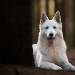 Blue Buffalo Wilderness Senior Dry Dog Food With Chicken Flavor - 28lbs -Blue Buffalo GUEST 6cc8cbf9 72e3 4567 92f1 beb19349216e 1