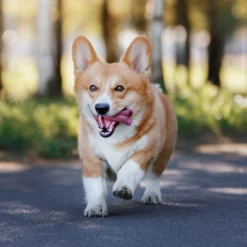 Blue Buffalo Adult Dry Dog Food With Beef Flavor - 24lbs 12 Blue Buffalo Adult Dry Dog Food With Beef Flavor - 24lbs -Blue Buffalo GUEST 6e25ece6 1c73 4b51 b407 b0b644b1df17 1