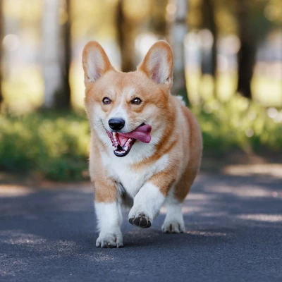 Blue Buffalo Life Protection Formula Natural Adult Dry Dog Food With Chicken And Brown Rice 5 Blue Buffalo Life Protection Formula Natural Adult Dry Dog Food With Chicken And Brown Rice - Image 5