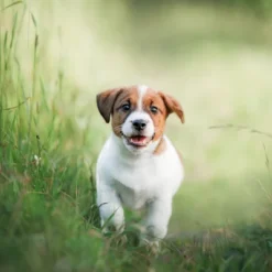 Blue Buffalo Life Protection Chicken & Oatmeal Recipe Small Breed Puppy Dry Dog Food -Blue Buffalo GUEST 8a4121f9 8507 42d4 836d c1fa70a25523