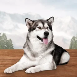 Blue Buffalo Wilderness Trail Treats Wild Bits High Protein Grain-Free Soft-Moist Training Dog Treats Salmon Recipe - 10oz -Blue Buffalo GUEST 945c4f79 edca 4c3a 8153 bc52bf597db0 4