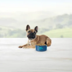 Blue Buffalo Life Protection Formula Natural Adult Small Breed Dry Dog Food, Chicken And Brown Rice -Blue Buffalo GUEST bcced026 a57a 4801 9d26 dea3a386a521 2