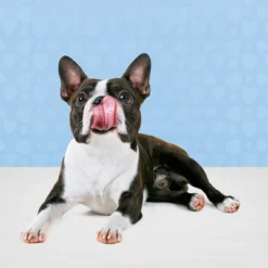 Blue Buffalo Bits Natural Soft-Moist Training Dog Treats With Beef Recipe -Blue Buffalo GUEST cbad5c63 dc7a 4a0b 9582 4bd1b2359ce7