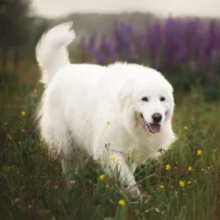 Blue Buffalo Life Protection Senior Dry Dog Food With Chicken Flavor - 34lbs -Blue Buffalo GUEST d9b44b13 1ac6 435c b623 df7a235194bf