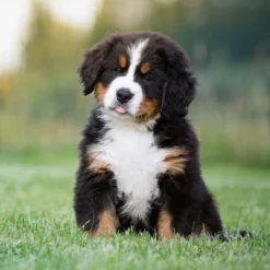 Blue Buffalo Life Protection Formula Natural Puppy Large Breed Dry Dog Food With Chicken And Brown Rice -Blue Buffalo GUEST e0a43889 0b2a 4519 baad 91096a547e18