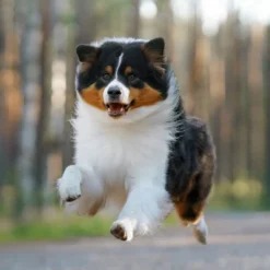 Blue Buffalo Life Protection Formula Natural Adult Healthy Weight Dry Dog Food Chicken And Brown Rice -Blue Buffalo GUEST e3d82ac0 244d 496d af88 89de24ab45e4