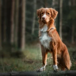 Blue Buffalo Wilderness High Protein Natural Adult Dry Dog Food Plus Wholesome Grains With Duck - 13lbs 10 Blue Buffalo Wilderness High Protein Natural Adult Dry Dog Food Plus Wholesome Grains With Duck - 13lbs -Blue Buffalo GUEST fee7b8bb e81a 4c3d 855a 2a97eb966f56 1