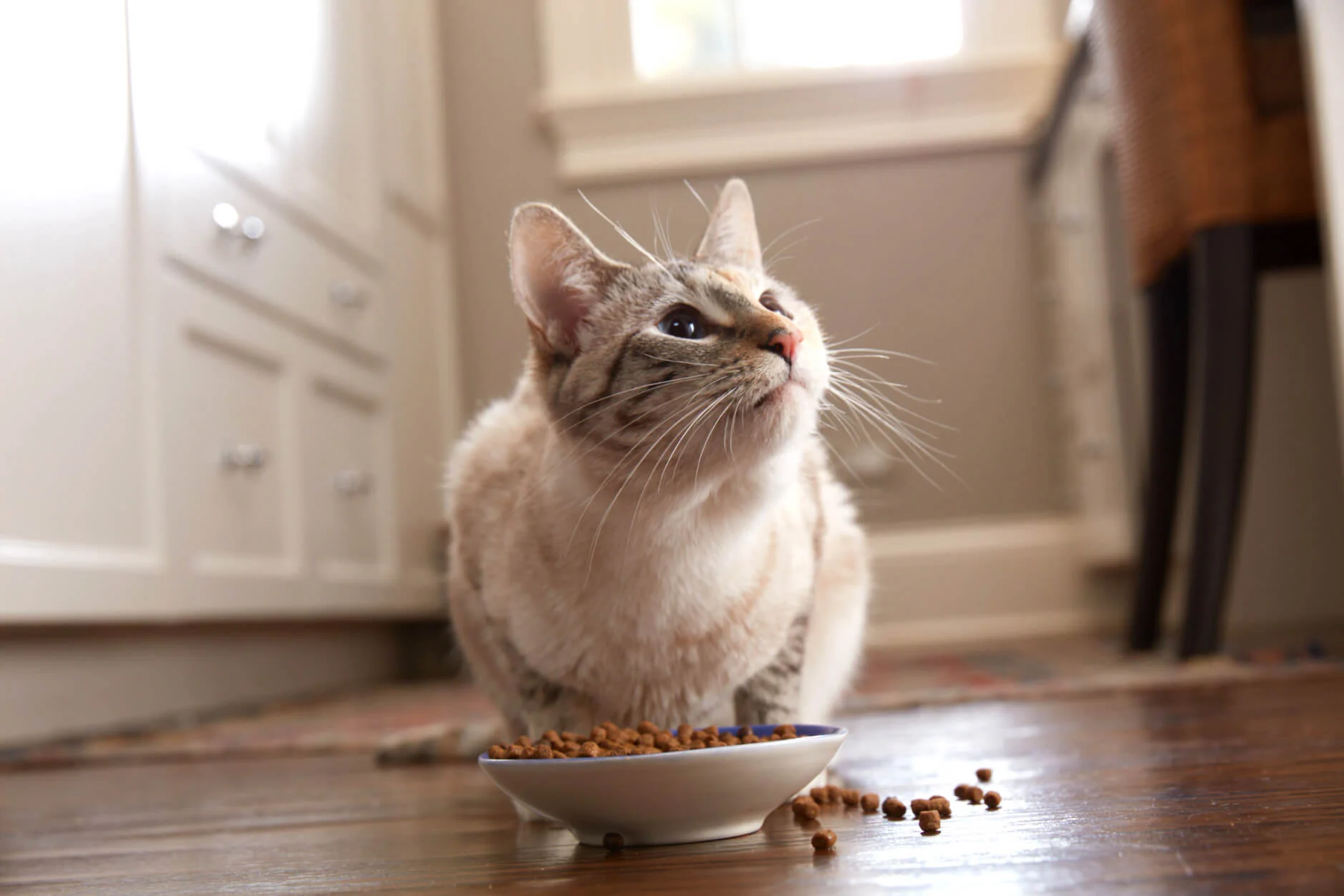 Blue Buffalo -Blue Buffalo nola 1206